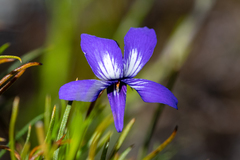 Viola decumbens decumbens