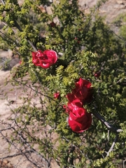 Erythrophysa alata