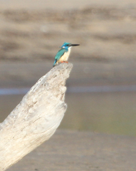 Alcedo semitorquata