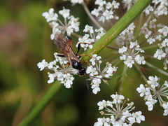 Tryphoninae