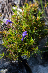 Viola decumbens decumbens