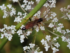 Tryphoninae