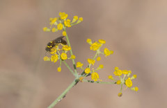 Hylaeus pictus