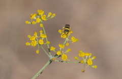 Hylaeus pictus