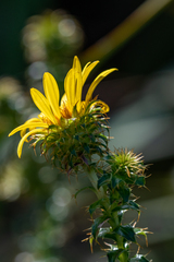 Cullumia setosa setosa