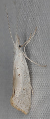 Euceratia castella