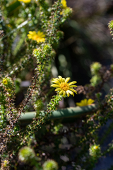 Cullumia setosa setosa