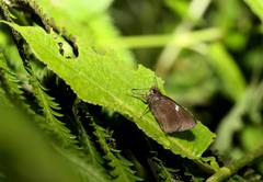 Notocrypta feisthamelii