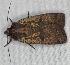 Parabagrotis