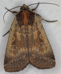 Parabagrotis