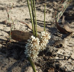 Lomandra juncea