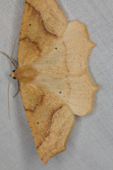 Prochoerodes truxaliata