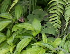 Celaenorrhinus horishanus