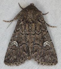 Properigea niveirena