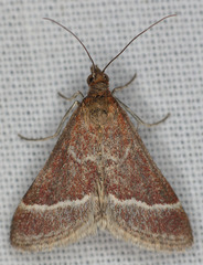Pyrausta volupialis