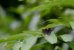 Notocrypta feisthamelii