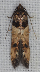 Walshia miscecolorella
