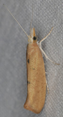 Ypsolopha cervella