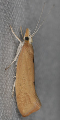 Ypsolopha cervella