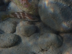 Epinephelus costae