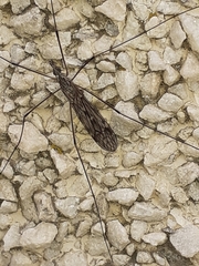 Tipula confusa
