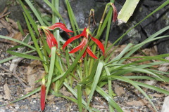 Sprekelia formosissima