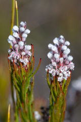 Spatalla mollis