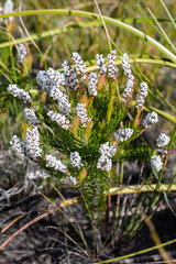 Spatalla mollis