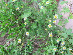 Tripleurospermum inodorum