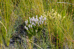 Spatalla mollis