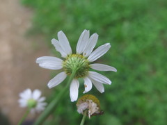 Tripleurospermum inodorum
