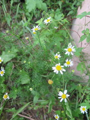 Tripleurospermum inodorum