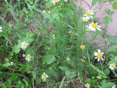 Tripleurospermum inodorum