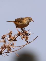 Cisticola juncidis
