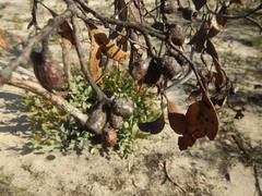 Eucalyptus incrassata