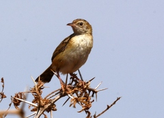 Cisticola juncidis