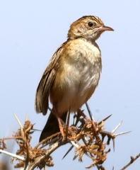 Cisticola juncidis