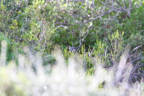Balearic Warbler (Curruca balearica), photo 1