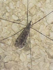 Tipula confusa