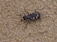 Cicindela maritima