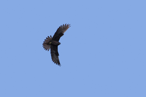 Halcón de Eleonora (Falco eleonorae)