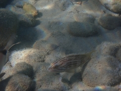 Epinephelus costae