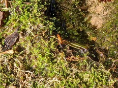 Camponotus baldaccii