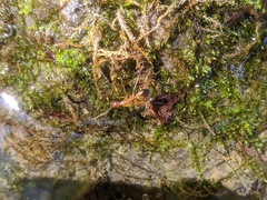 Camponotus baldaccii