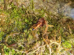 Camponotus baldaccii