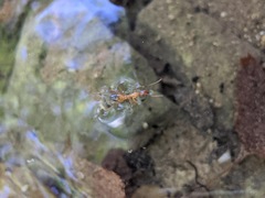 Camponotus baldaccii