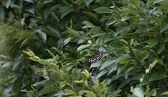 Neptis philyroides sonani