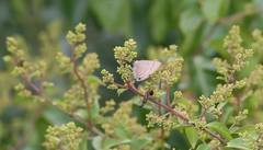 Rapala varuna formosana