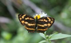 Symbrenthia lilaea formosanus
