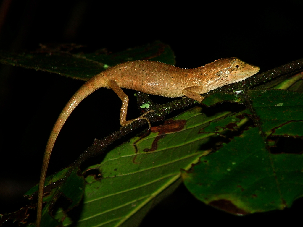 Burmese False Bloodsucker